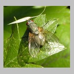 Muscidae sp - Echte Fliege 04a 11mm.jpg